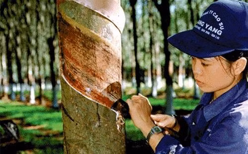 Nhiều mặt hàng nông sản xuất khẩu chủ lực bất ngờ giảm giá mạnh ảnh 1