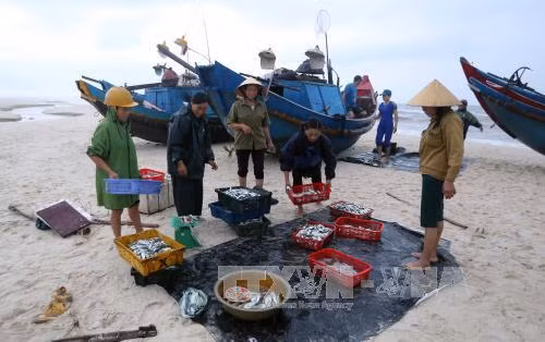 Quảng Bình: Khắc phục sự cố môi trường, quyết tâm vươn khơi bám biển ảnh 1