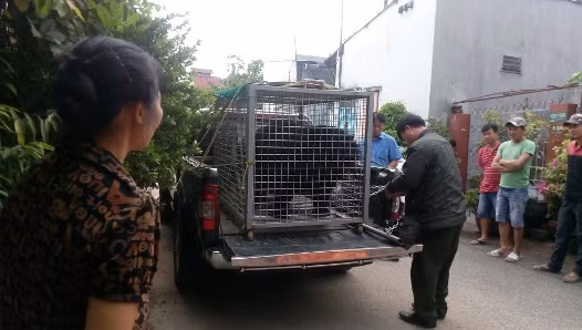 Người dân tự nguyện chuyển giao gấu nuôi 20 năm đến trung tâm cứu hộ ảnh 1