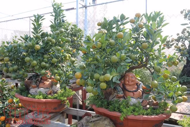 Quất bonsai dáng “độc, lạ” đón Tết Nguyên đán Mậu Tuất ảnh 6