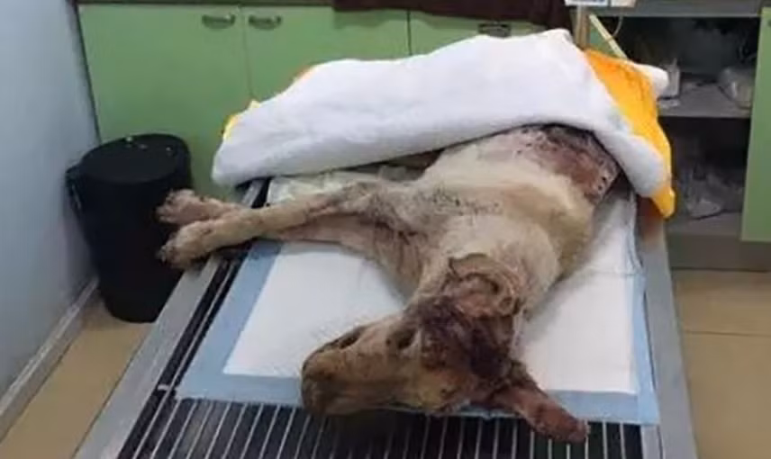 Chú chó bị đâm 30 nhát vào đầu nằm thoi thóp bên thùng rác ảnh 1