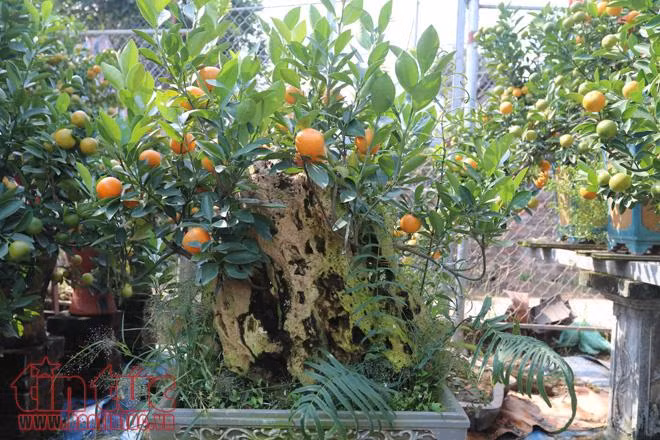 Quất bonsai dáng “độc, lạ” đón Tết Nguyên đán Mậu Tuất ảnh 8