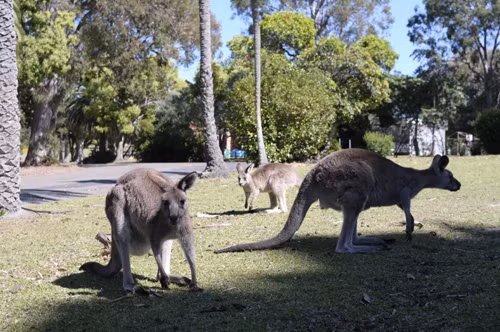 Phát hiện cặp kangaroo sinh đôi hiếm có tại Australia ảnh 2