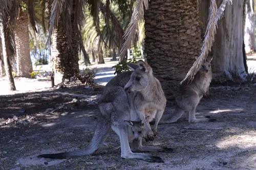 Phát hiện cặp kangaroo sinh đôi hiếm có tại Australia ảnh 6