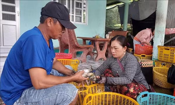 Phát triển bền vững ngành hàng cua vùng địa đầu cực Nam của tổ quốc