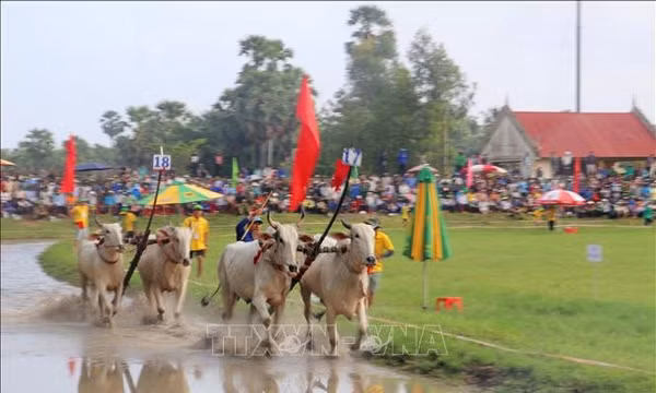 Hội đua bò Bảy Núi lan tỏa giá trị văn hóa của đồng bào Khmer Nam Bộ