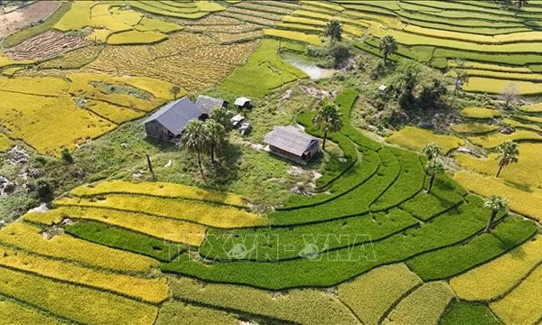 Thái Nguyên: Mùa vàng trên Bản Tèn