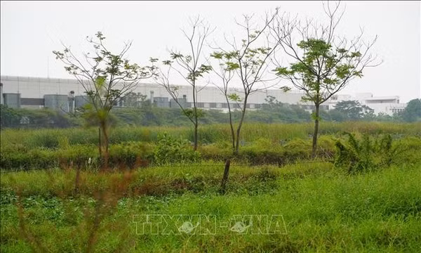Hưng Yên: Vài chục ha đất nông nghiệp bị bỏ hoang