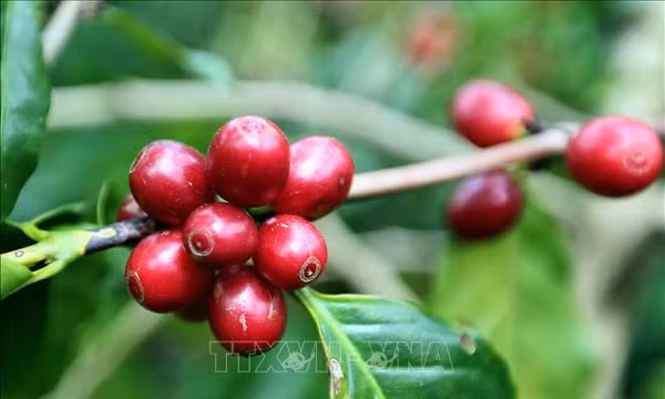 Gia tăng giá trị, mở rộng dư địa xuất khẩu cà phê