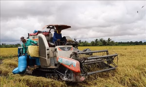 Liên kết sản xuất lúa giúp nông dân giữ lợi nhuận