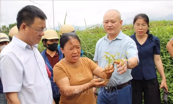 Lạng Sơn: Duy trì và phát triển khoảng 3.500 ha cây dược liệu