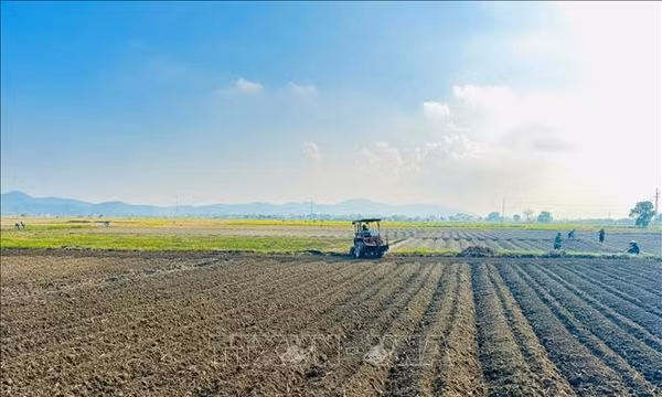 Đẩy nhanh gieo trồng cây vụ Đông giá trị kinh tế cao