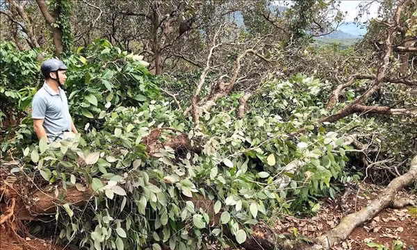 Mưa lớn gây thiệt hại sản xuất, sạt lở nhiều công trình tại Gia Lai