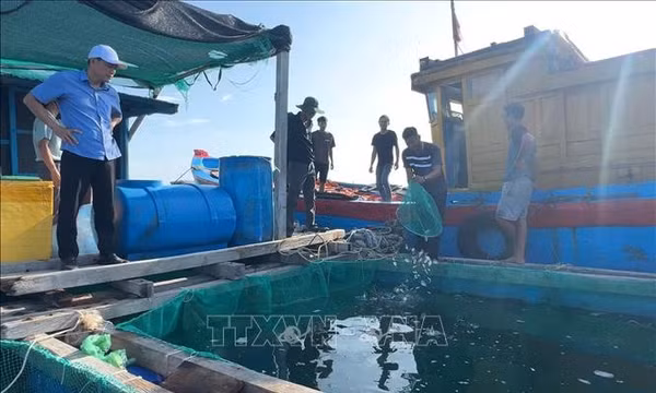 Đa dạng đối tượng nuôi, tăng chống chịu cho kinh tế biển