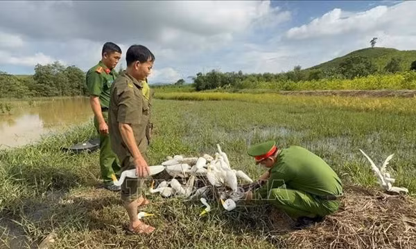 Tăng kiểm tra, ngăn chặn tình trạng tận diệt chim hoang dã