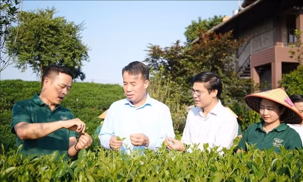 Đưa văn hóa trà Thái Nguyên vươn tầm quốc tế
