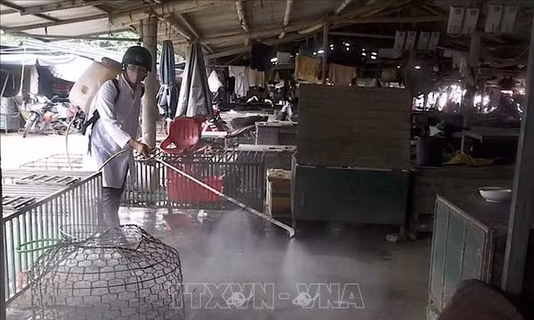 Chủ động phòng, chống dịch bệnh cho đàn vật nuôi sau mưa lũ