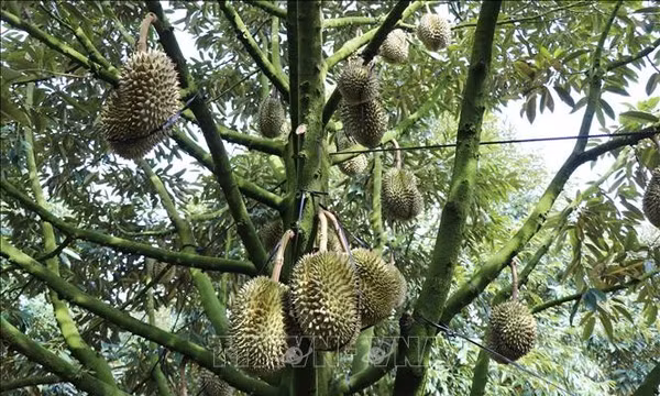 Lâm Đồng: Sản xuất nông nghiệp an toàn gắn với xuất khẩu
