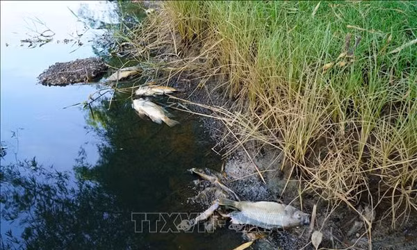Cá chết hàng loạt tại đập ngăn mặn thôn Đức Lợi 