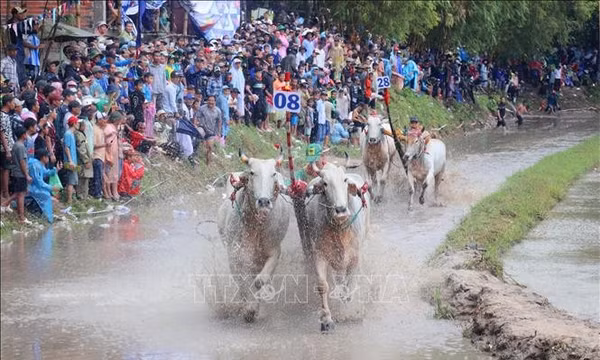 Hàng nghìn người đội mưa xem Hội đua bò Chùa Rô