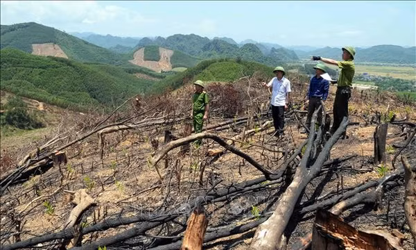 Quảng Trị: Chỉ đạo rà soát tổng thể, bóc tách rừng tự nhiên