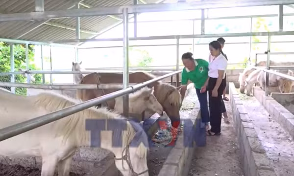 Nguồn vốn chính sách tiếp sức người dân vùng cao vươn lên