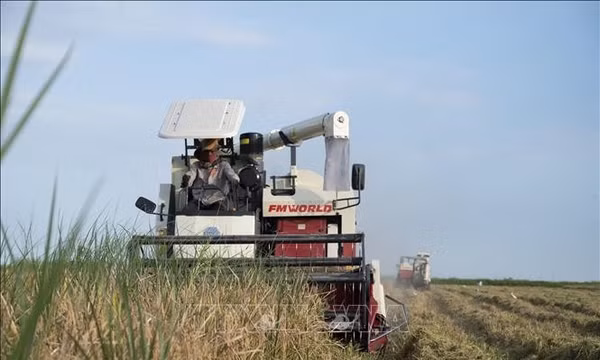 FAO cảnh báo an ninh lương thực toàn cầu đối mặt nhiều rủi ro hơn