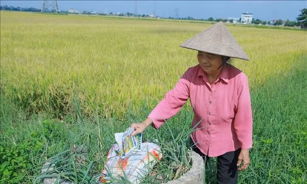 Lan tỏa mô hình 'Cánh đồng không vỏ thuốc bảo vệ thực vật'