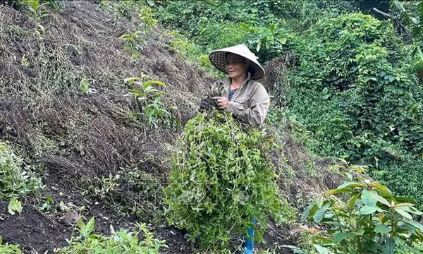 Phát triển thạch đen thành ngành hàng chủ lực
