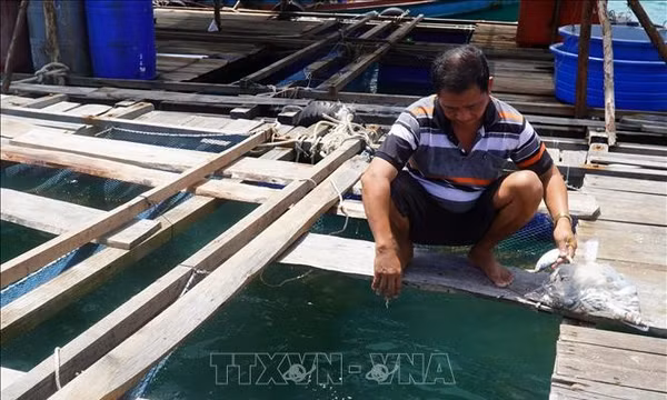Nghị quyết 20-NQ/TW: Tạo nền tảng, hướng tới nuôi biển có tổ chức