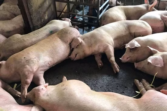 Rất khó phát hiện tồn dư thuốc an thần trong thịt lợn ảnh 1