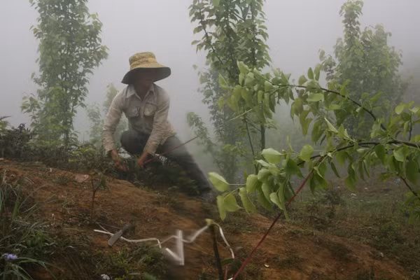Tây Bắc phát triển cây trồng ôn đới ảnh 2