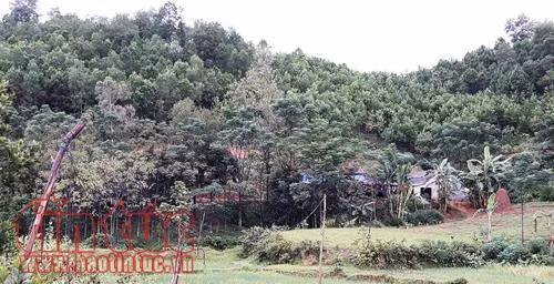 Sét đánh khiến 3 người tử vong ở Hà Tĩnh, Nghệ An ảnh 1