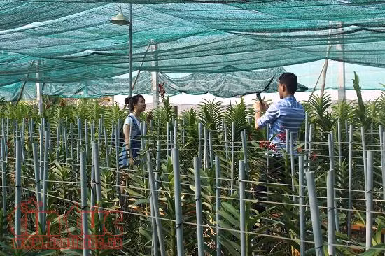 TP Hồ Chí Minh thu hơn 13.880 tỷ đồng từ sản xuất nông nghiệp ảnh 1