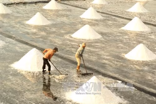 Giá muối tại Bạc Liêu tăng mạnh, chủ vựa 'găm hàng' ảnh 1