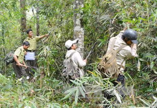 Tình trạng phá rừng trái phép ở Đắk Lắk đã giảm ảnh 1