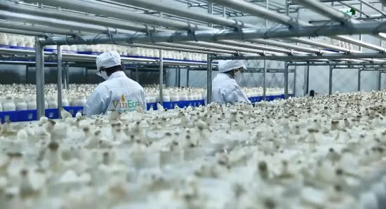 Hai năm 'Hành trình sạch- tương lai xanh" của Vineco ảnh 2