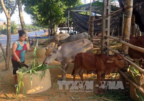 Người dân vùng cao Na Hang thoát nghèo nhờ chăn nuôi trâu, bò ảnh 1