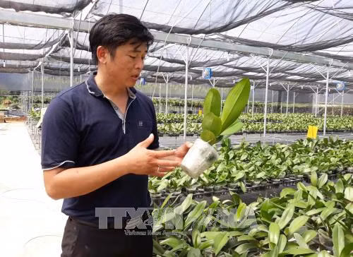 Mở hướng trồng hoa lan công nghệ cao vào Ninh Thuận ảnh 1