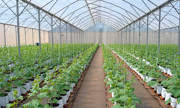 TP Hồ Chí Minh: Đưa công nghệ và chuyển đổi số vào sản xuất trong hợp tác xã