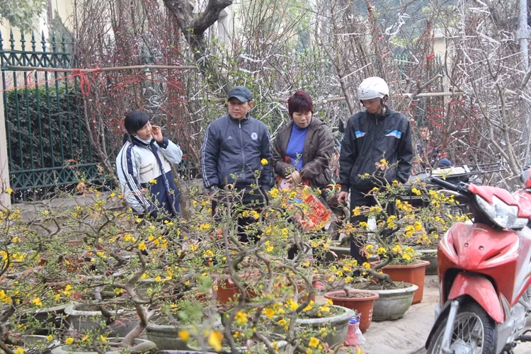 Náo nức đào, quất ảnh 9