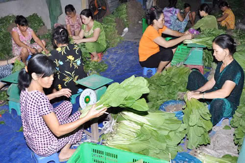 Đưa rau an toàn đến người tiêu dùng ảnh 1