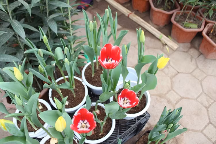 Náo nức đào, quất ảnh 17