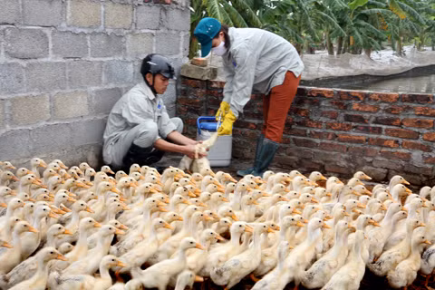 Một người tử vong do cúm A/H5N1 ảnh 1