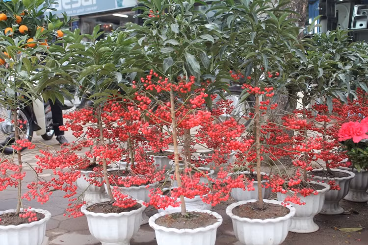 Náo nức đào, quất ảnh 16
