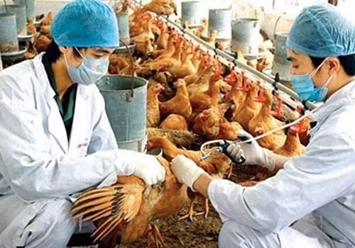 Triển khai nhiều biện pháp phòng, chống dịch cúm A (H7N9) ảnh 1