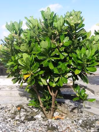 Sức sống Trường Sa ảnh 2