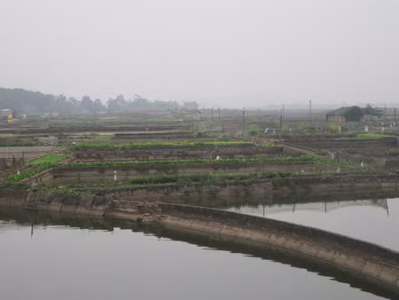 Làng Thủy Trầm vào mùa cá chép ảnh 1