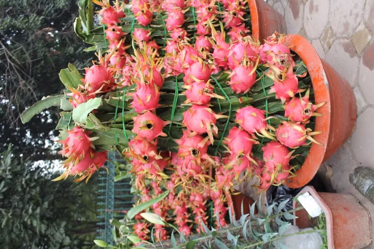 Náo nức đào, quất ảnh 15