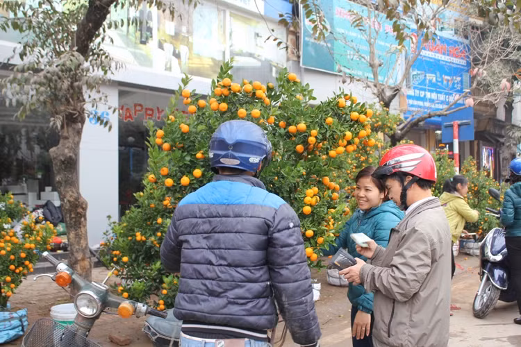 Náo nức đào, quất ảnh 8